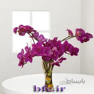 گل ارکیده فلونئوپسیس یاسی