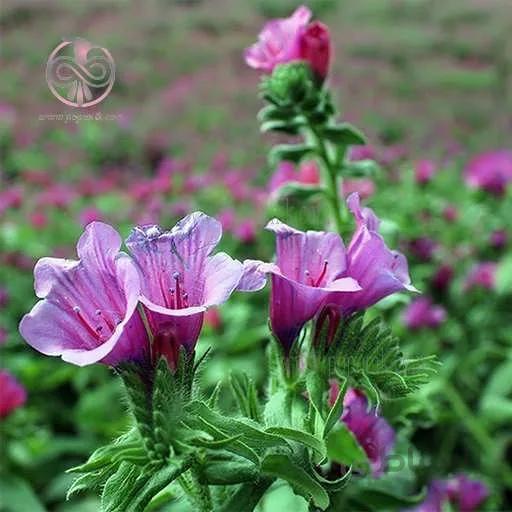 بذر گل گاو زبان ایرانی