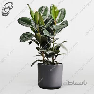 خرید گل آنلاین – فیکوس الاستیکا سبز طرح F-030 ( ارسال گل رایگان )