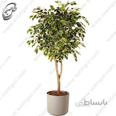 سفارش گل آنلاین – فیکوس بنجامین ابلق طرح B-010 ( ارسال گل رایگان )