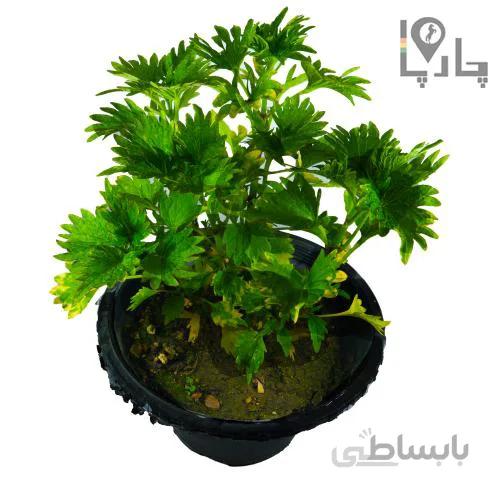 گیاه آپارتمانی حسن یوسف زرد و سبز