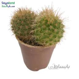 کاکتوس مامیلاریا عمده فروشی