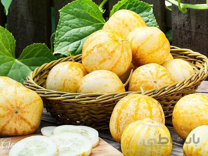 بذر اورجینال خیار لیمویی (بسیار آبدار شیرین)