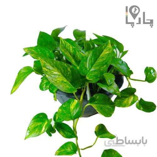 گیاه آپارتمانی پتوس ابلق