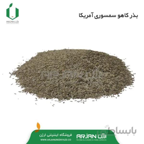 بذر کاهو سیاه سوری آمریکا