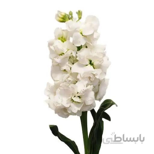 بذر گل شب بو سفید