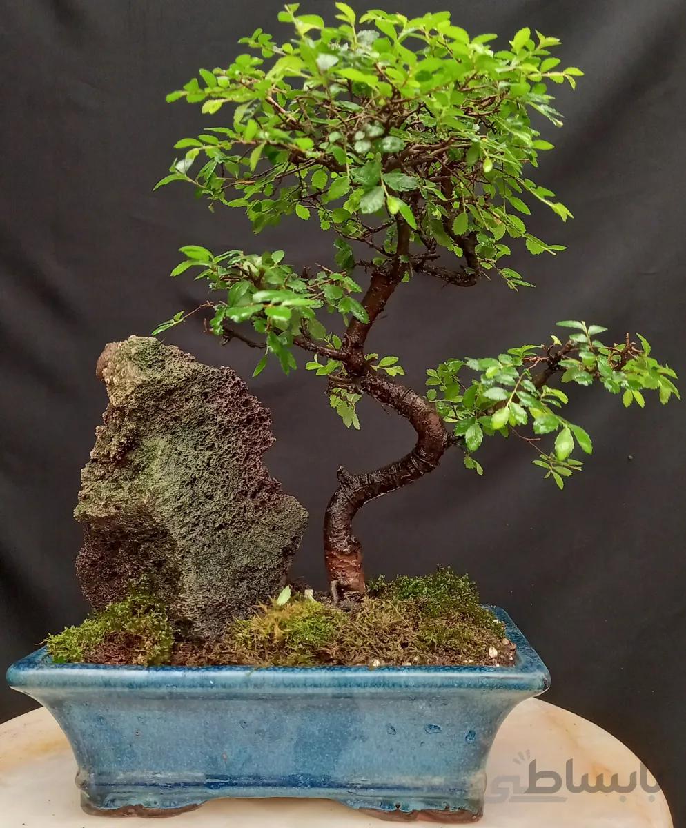 بونسای(بنسای) نارون ژاپنی هوکایدو ۱۷ ساله ا Ulmis bonsai
