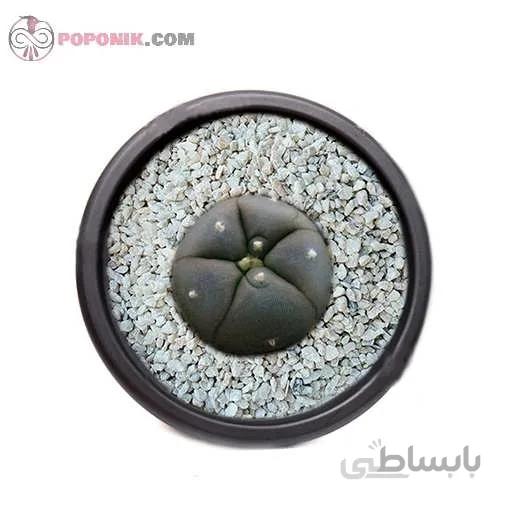 کاکتوس لوفوفورا ویلیامسی