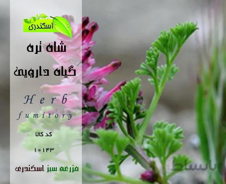 گیاه شاتره