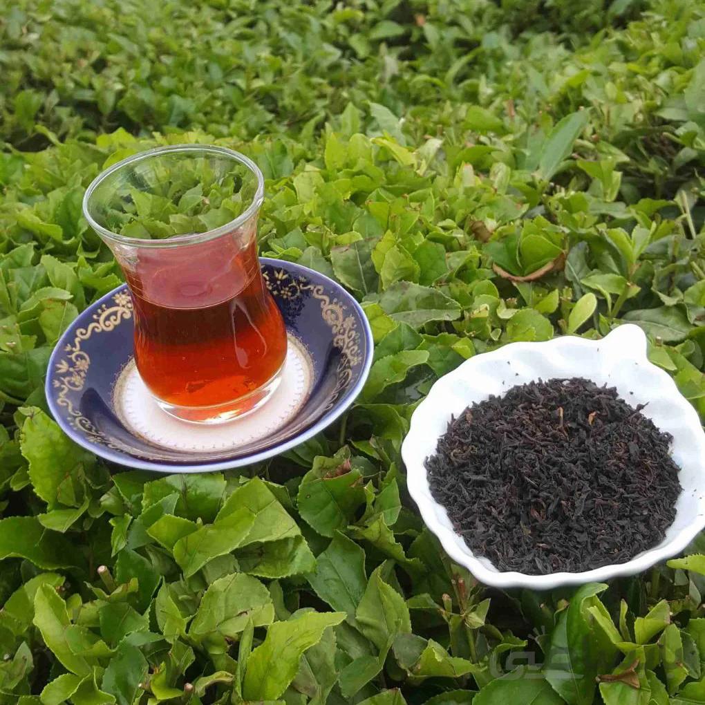 چای ممتاز گیلان