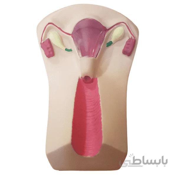 قیمت، خرید و مشخصات مولاژ آموزش IUD گذاری