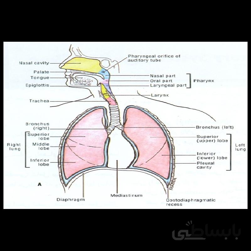 ارائه آماده درباره دستگاه تنفسی بدن انسان