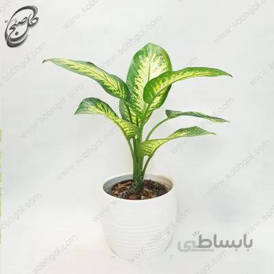 سفارش گل آنلاین – دیفن باخیا طرح D-017