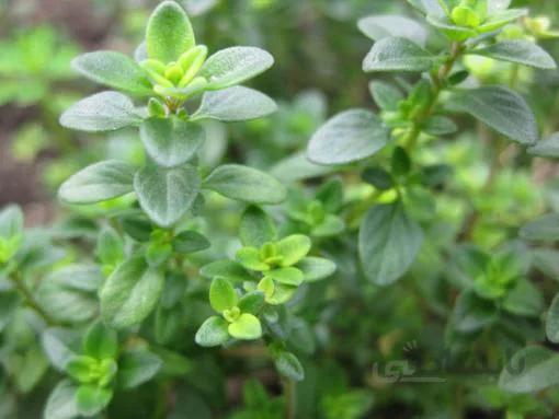 بذر آویشن شیرازی پهن برگ بسته 20 عددی