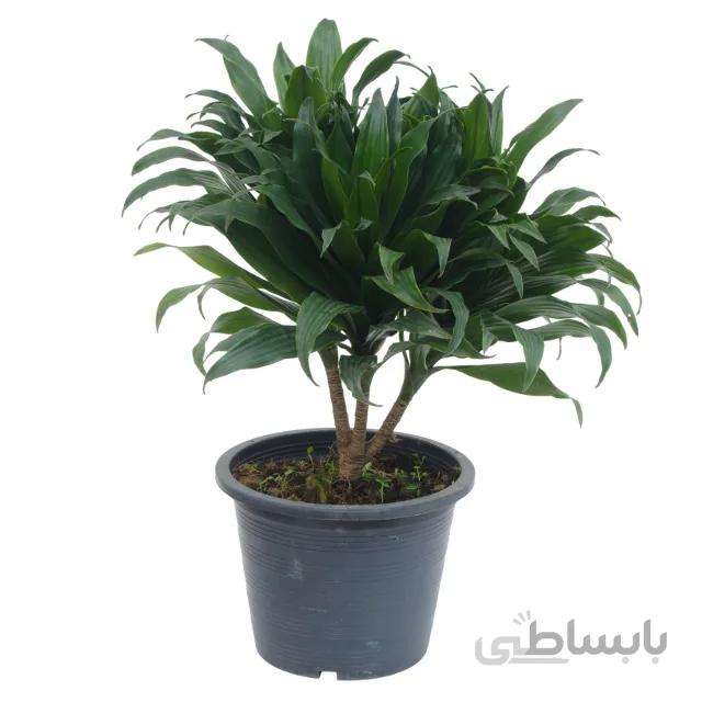دراسنا کامپکت سطل 7