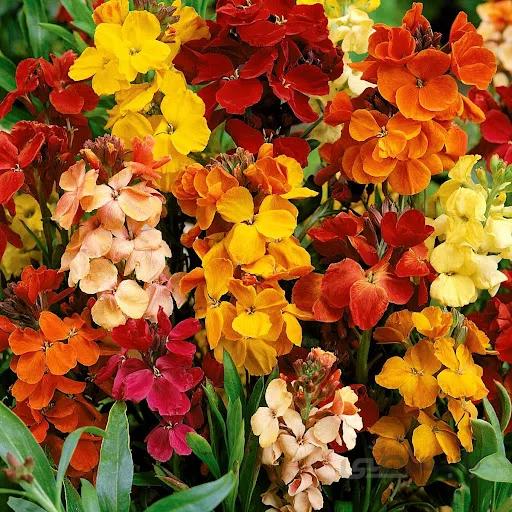 بذر گل شب بو خیری الوان