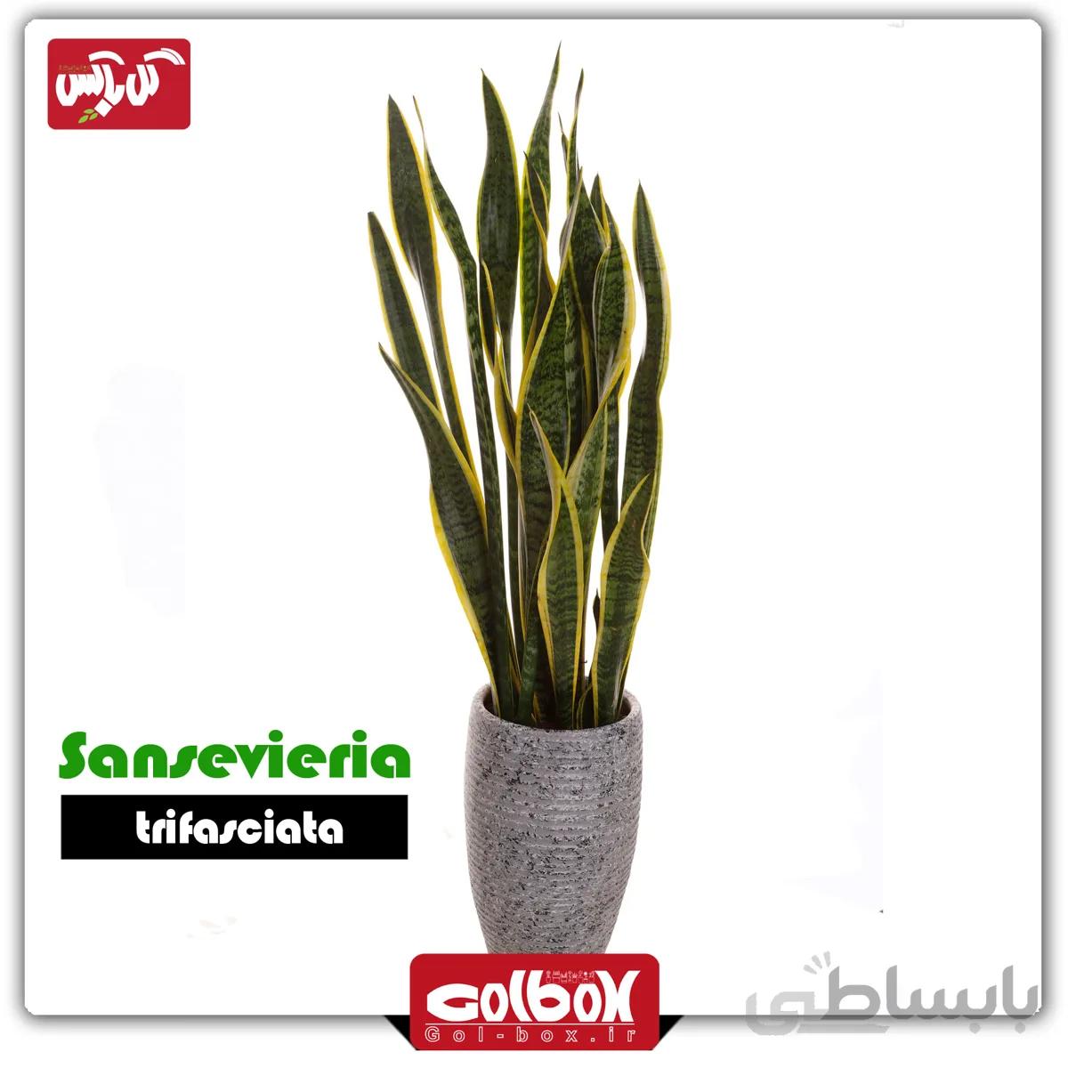 گل سانسوریا شمشیری ابلق بزرگ