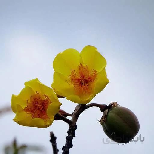 بذر درخت پنبه