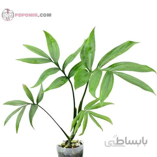 بذر برگ انجیری کنتیایی