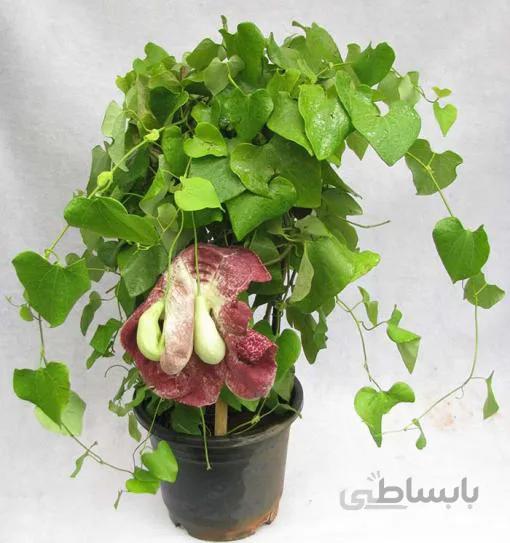بذر پیپ هلندی رینجنز معطر بسته 5 عددی