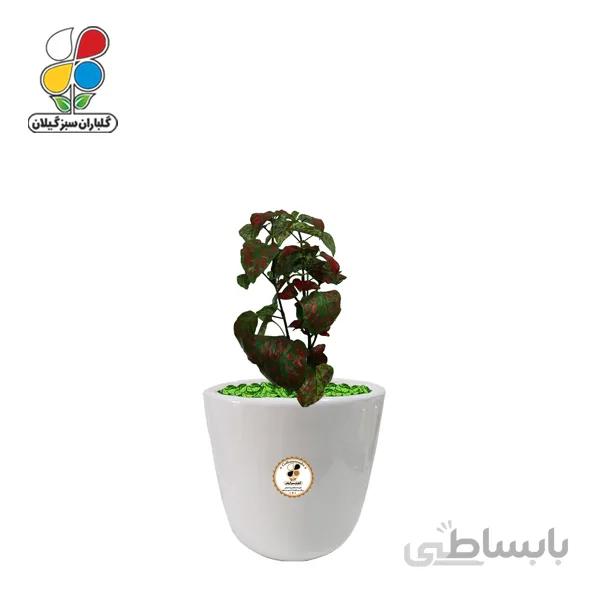 گیاه طبیعی گل سنگ قرمز کوچک گلباران