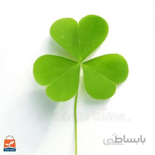 بذر شبدر برسیم
