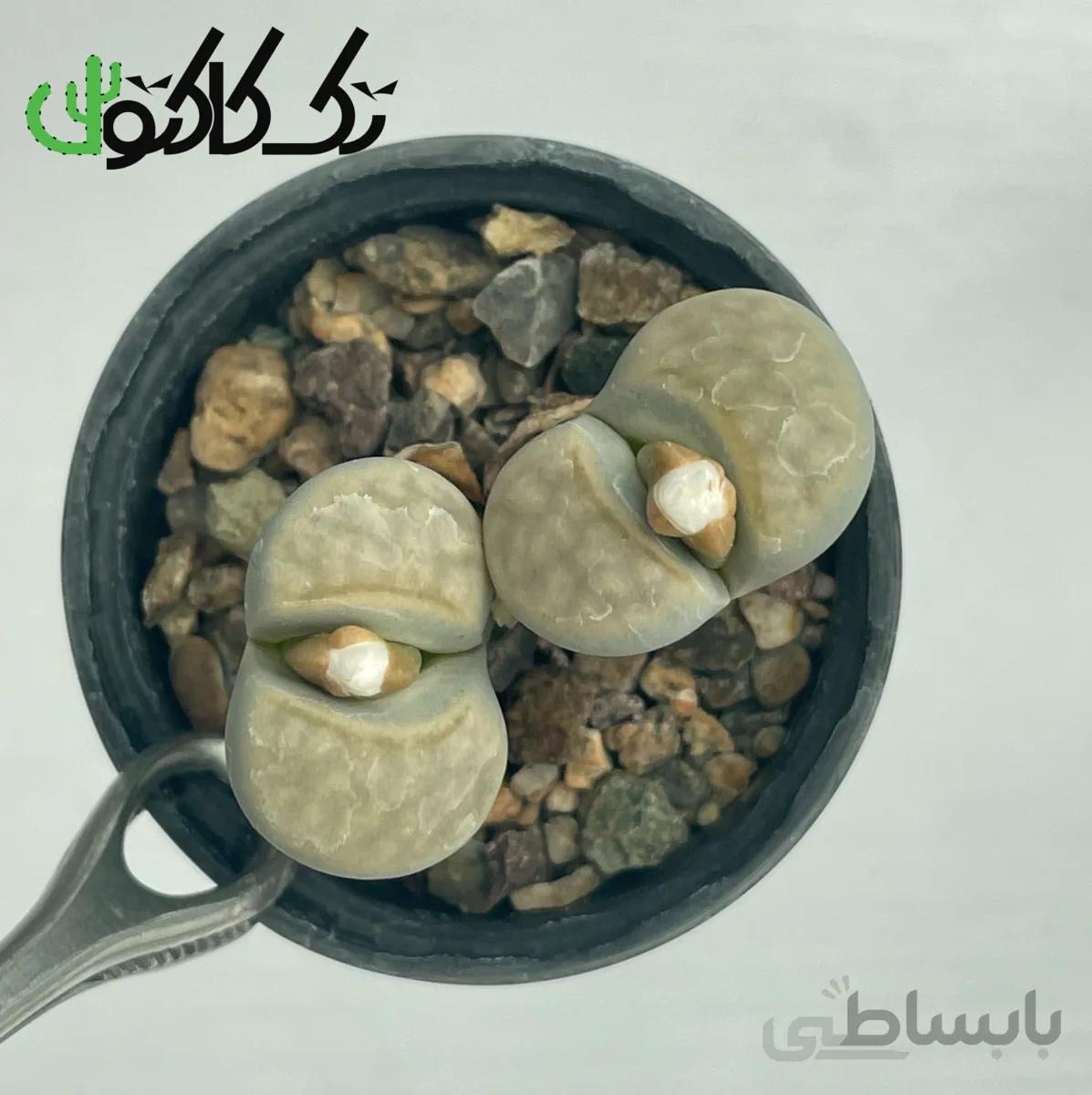 لیتوپس L0008062