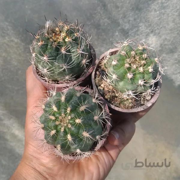 ماتوکانا بذری میکس واریته ها