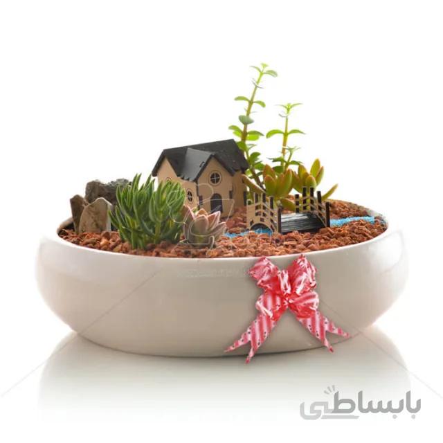 مجموعه ساکولنت در گلدان طرح بنسای ارتفاع 18 سانتی متر