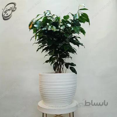 سفارش گل آنلاین – بنجامین بلک طرح F-032