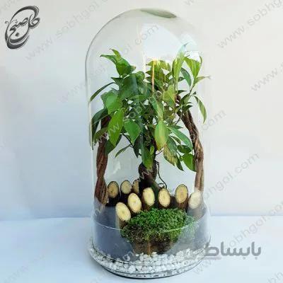 تراریوم بونسای جینسینگ طرح TB-072