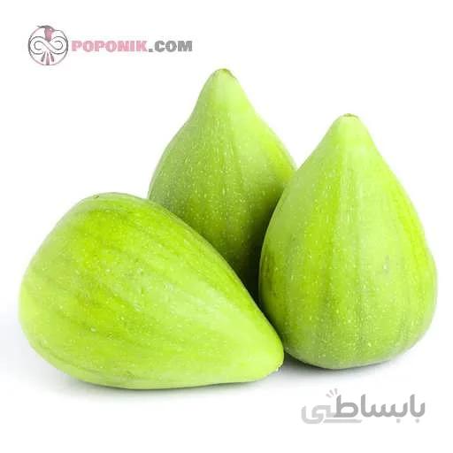 نهال انجير غول اسا تركيه