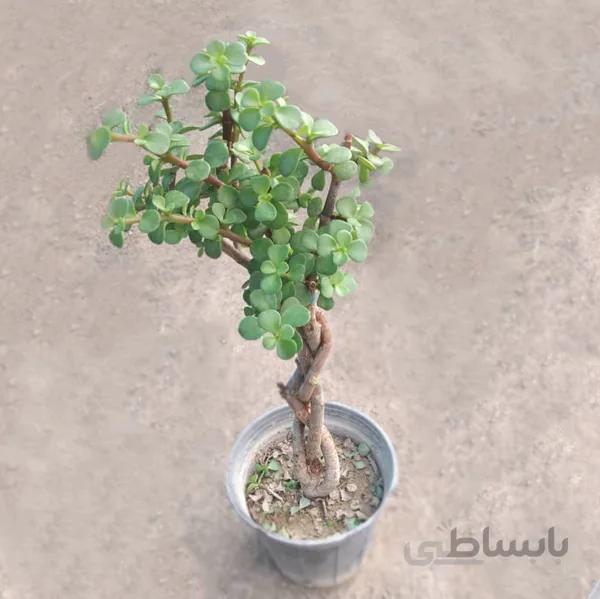 کراسولا خرفه ای بافت (گلدان 14)