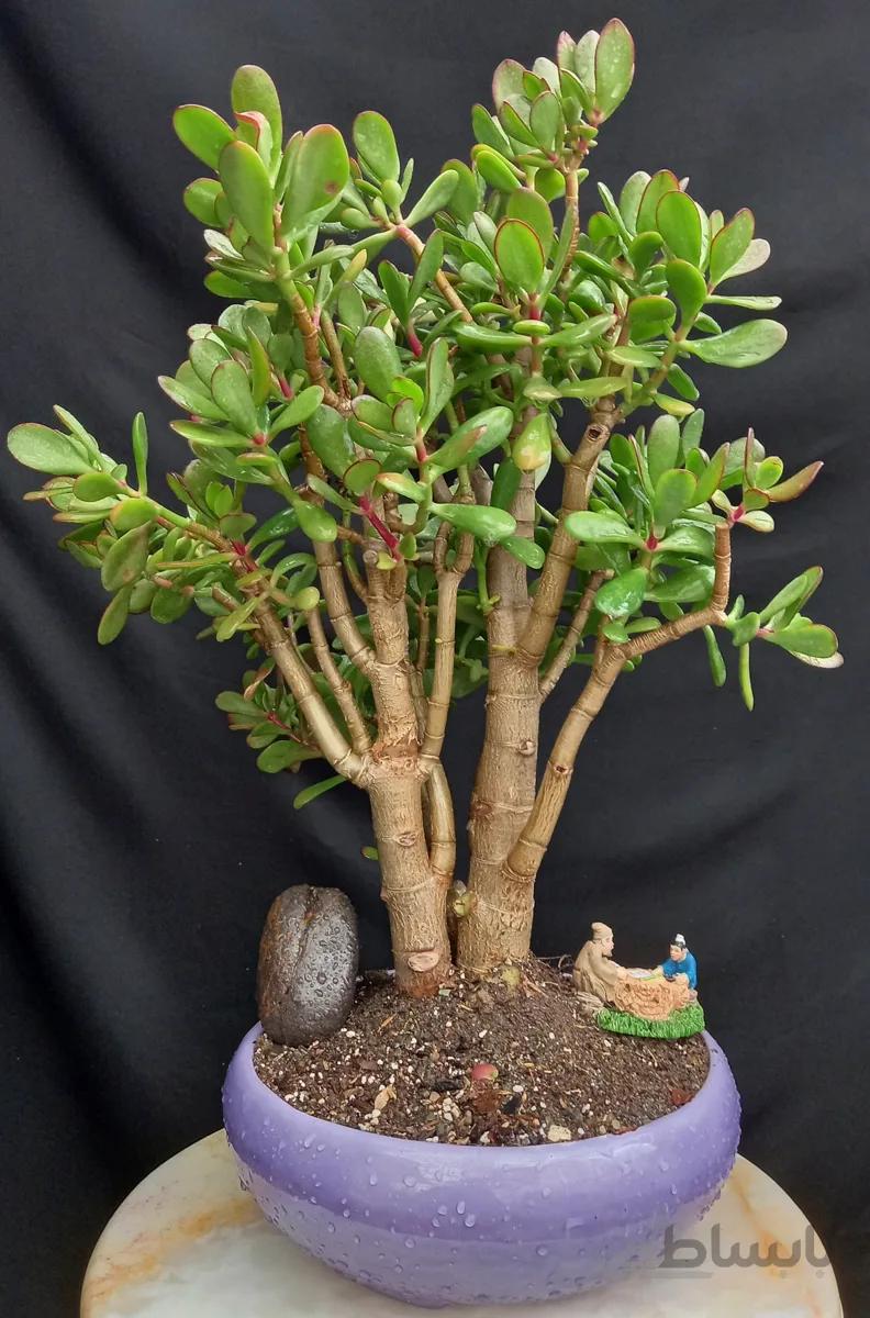 بنسای(بونسای) یشم (کراسولا اواتا) ا Kerasula bonsai