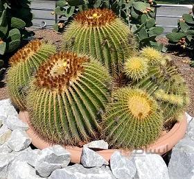 بذر اچینوگروزونی هلندی ده عدد