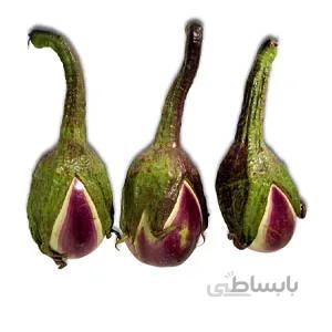 بذر بیبی بادمجان یا بادمجان ترشی