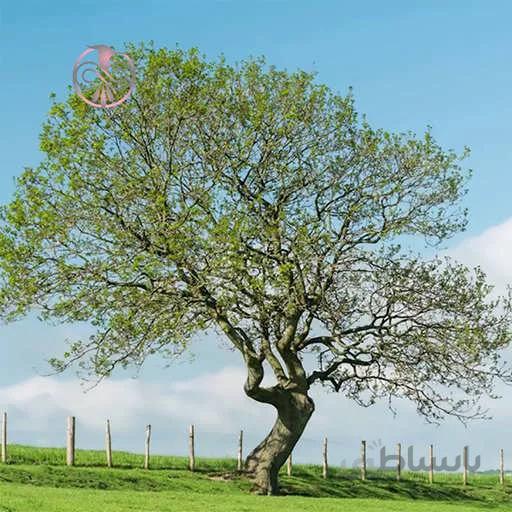 بذر درخت ربان گنجشک