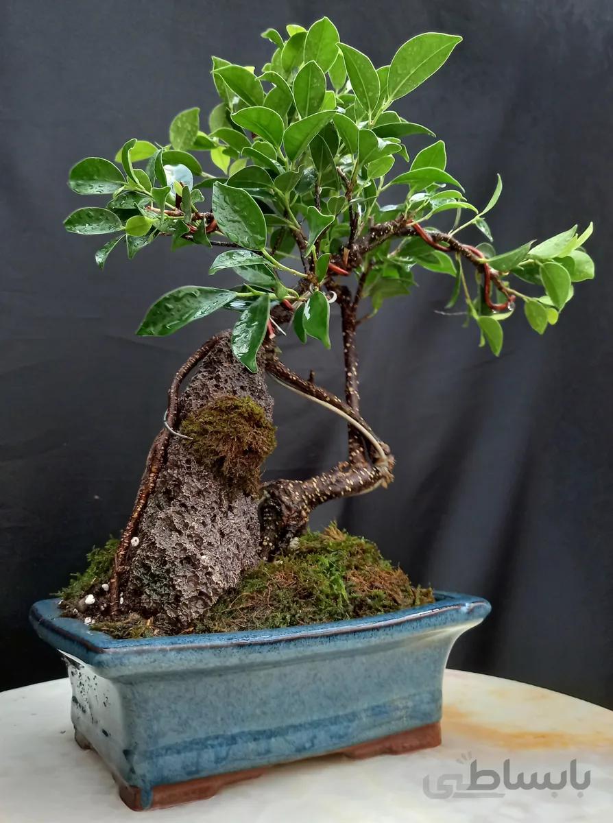 بنسای(بونسای) فیکوس رتوزا کلکسیونی ا Ficuc bonsai