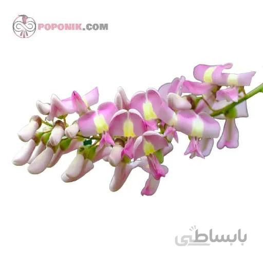 بذر درخت مرگ موش