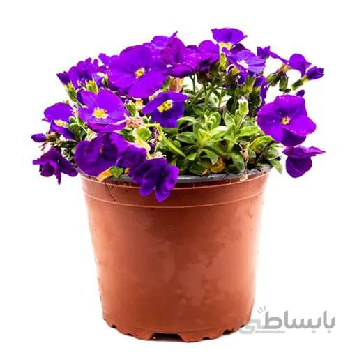 بذرگل اوبریشا