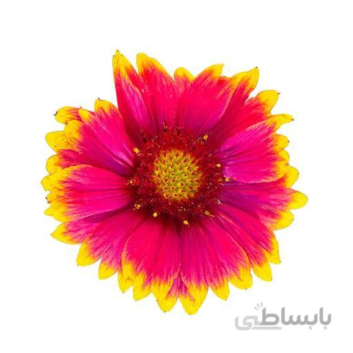 بذر گل رعنای زیبای الوان