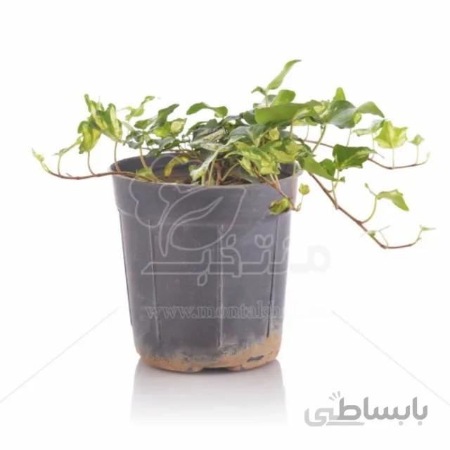 گیاه هدرا (پاپیتال) ارتفاع 15 سانتی متر