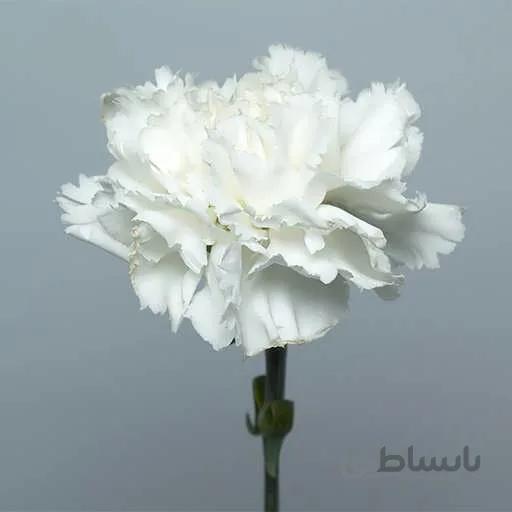 بذر گل میخک سفید