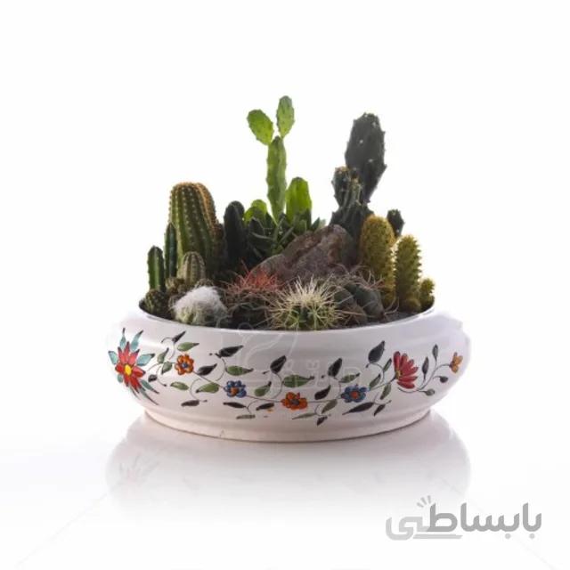 مجموعه کاکتوس در گلدان طرح بونسای میناکاری