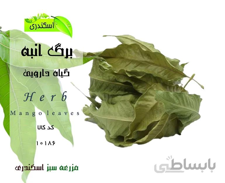 برگ انبه