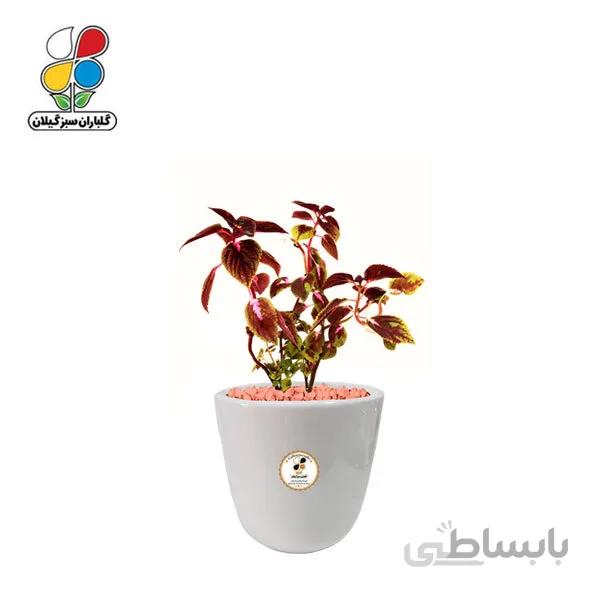گیاه طبیعی حسن یوسف کوچک