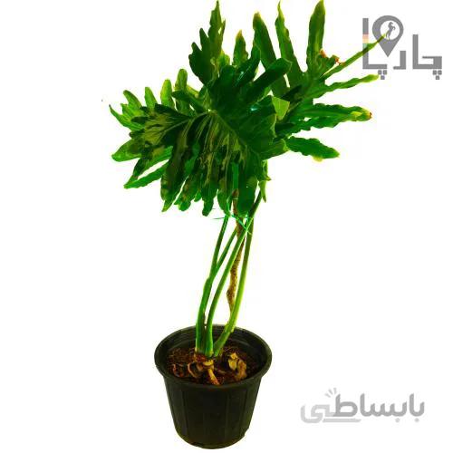 گیاه آپارتمانی برگ انجیری