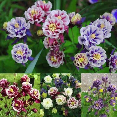 بذر گل تاج الملوک پرپر الوان ا aquilegia vulgaris double mix
