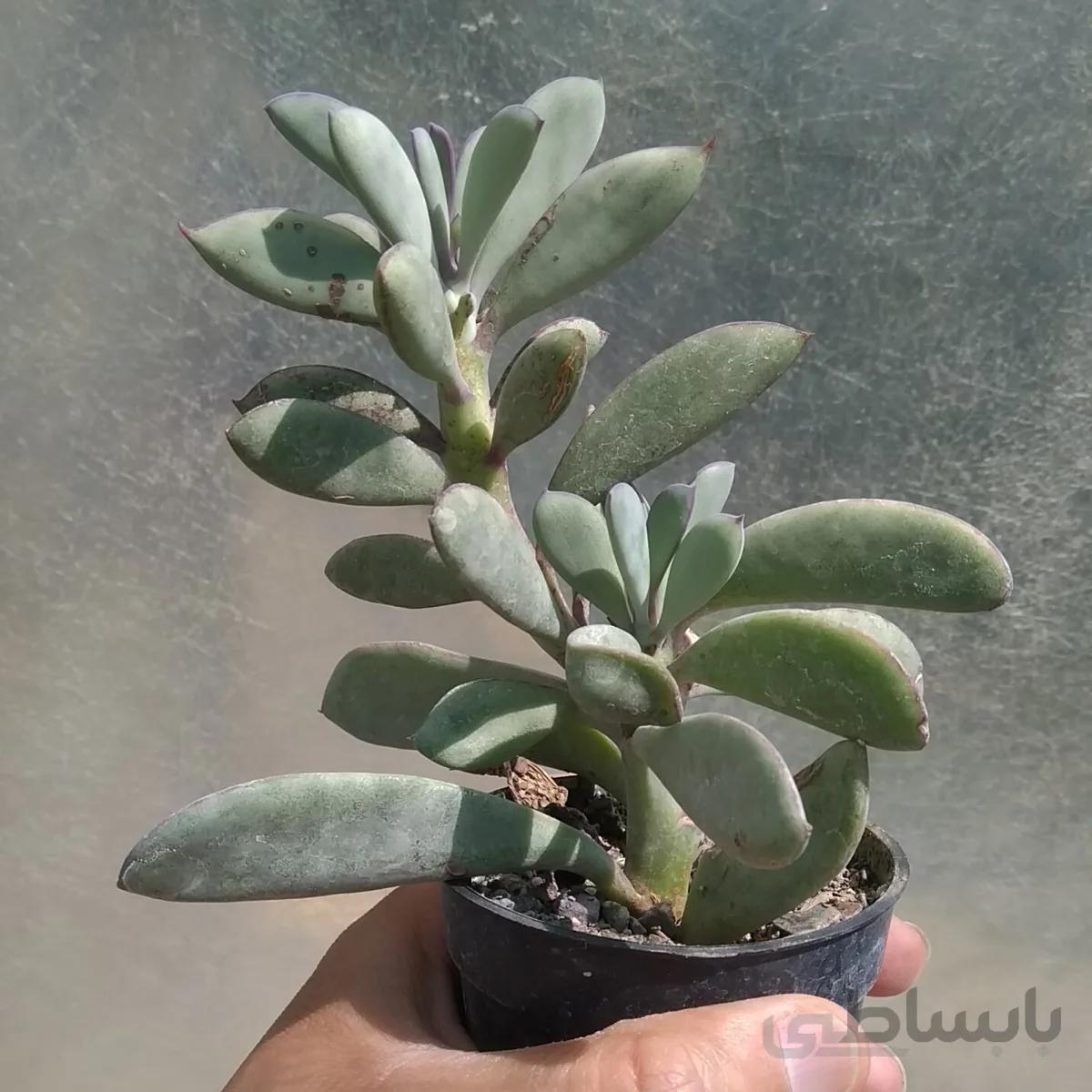 سنسیو کراسیس سیموس