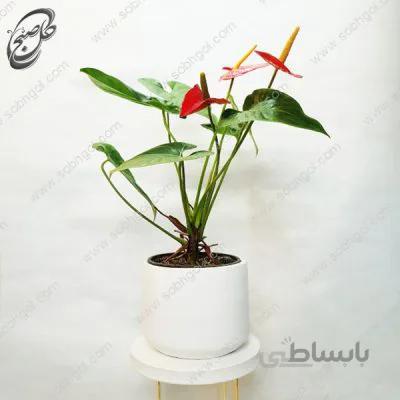سفارش گل آنلاین – آنتوریوم قرمز طرح A-051